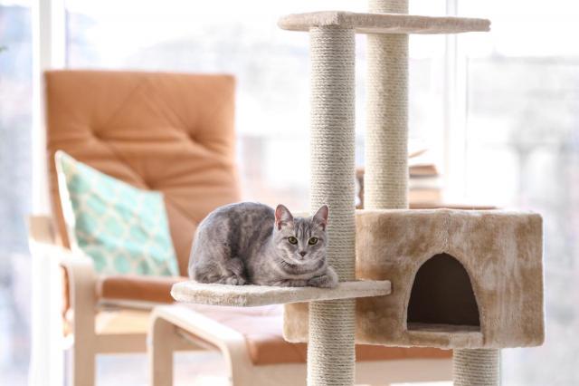 4 zalety posiadania w domu kota - ich właściciele to potwierdzają