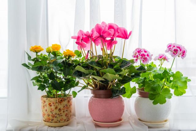 3 rośliny, dzięki którym Twoje mieszkanie nabierze niezwykłego klimatu