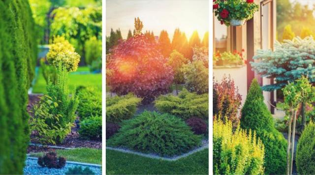 Jak urządzić ogród z iglaków? Najpiękniejsze kompozycje, które sprawdzą się w Twoim ogrodzie