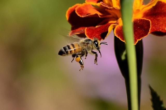 Jak pozbyć się pszczół z przydomowego ogrodu?