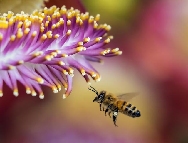pszczoły, ogród 