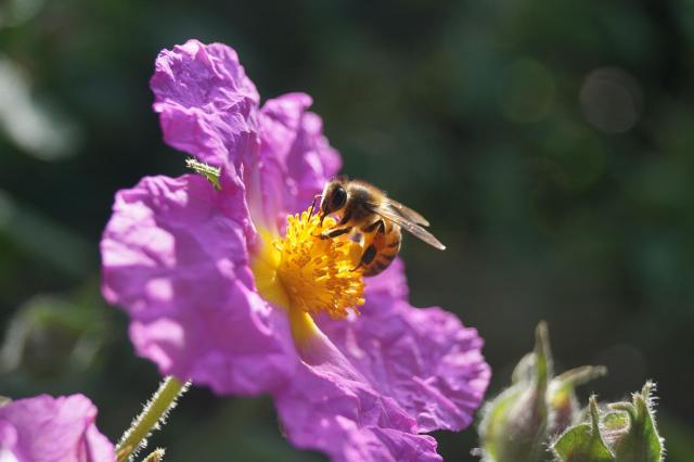 ogród, pszczoły 